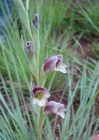 Gladiolus ecklonii part of a flower spike